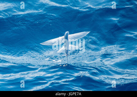 Flying specie di pesce a metà in aria, nome scientifico sconosciuto, diverse centinaia di miglia al largo delle coste della Mauritania, Nord Africa, Oceano Atlantico Foto Stock