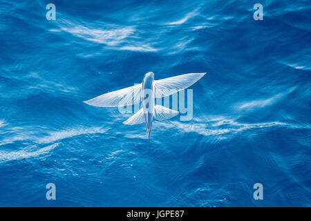 Flying specie di pesce a metà in aria, nome scientifico sconosciuto, diverse centinaia di miglia al largo delle coste della Mauritania, Nord Africa, Oceano Atlantico Foto Stock