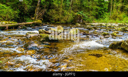 Rocce, alberi e massi nel salmone habitat di una veloce che scorre Kanaka Creek in Kanaka Creek Parco Regionale vicino a Maple Ridge della Columbia britannica in Canada Foto Stock