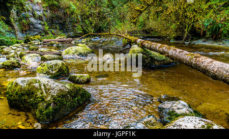 Rocce, alberi e massi nel salmone habitat di una veloce che scorre Kanaka Creek in Kanaka Creek Parco Regionale vicino a Maple Ridge della Columbia britannica in Canada Foto Stock