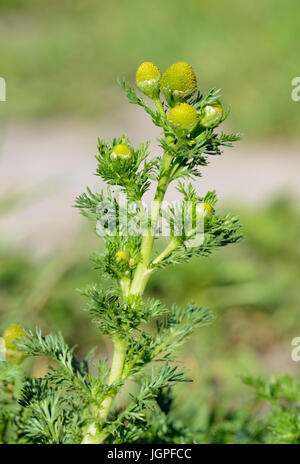 Pineappleweed - Matricaria discoidae un Rayless Mayweed Foto Stock