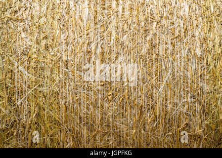 Pattern closeup consistenza naturale di una balla di paglia di cereali frumento laminati di superficie Foto Stock