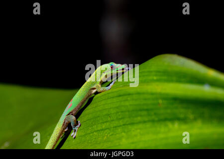 Polvere d oro giorno Gecko leccare gocce di rugiada da una foglia, Hawaii Foto Stock