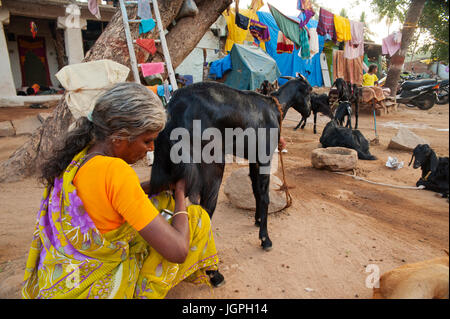 Vecchia donna mungitura di una capra al Bazaar Street, Hampi, Karnataka, India Foto Stock