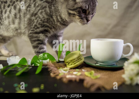 Scottish Fold gatto bianco con tazza di caffè verde e amaretti Foto Stock