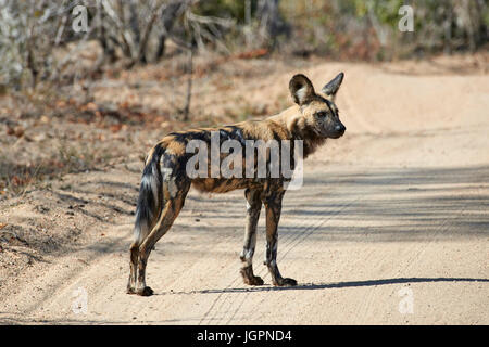 African Wild Dog, Lycoon pictus, stando in piedi in strada, Sabi Sands Game Reserve, Sud Africa Foto Stock