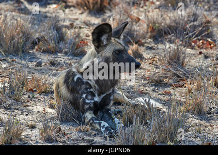 African Wild Dog, Lycoon pictus, sdraiato, Sabi Sands Game Reserve, Sud Africa Foto Stock