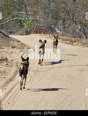 African Wild Dog, Lycoon pictus, tre animali trottare lungo la strada, Sabi Sands Game Reserve, Sud Africa Foto Stock