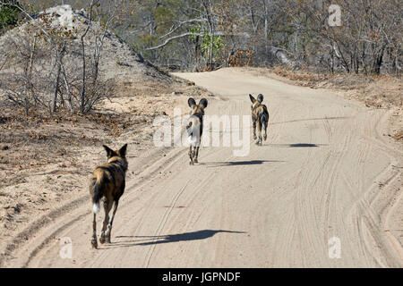 African Wild Dog, Lycoon pictus, tre animali trottare lungo la strada, Sabi Sands Game Reserve, Sud Africa Foto Stock