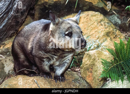 Southern hairy-becchi wombat (lasiorhinus latifrons), Nuovo Galles del Sud, Australia Foto Stock