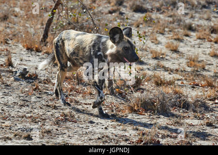 African Wild Dog, Lycoon pictus, trotto attraverso il veld, Sabi Sands Game Reserve, Sud Africa Foto Stock