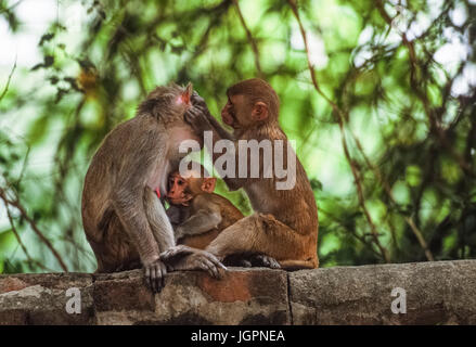 Macaco Rhesus famiglia (Mucaca mulatta), alimentazione infantile dalla madre con giovani femmine grooming reciproco, di Keoladeo Ghana Parco Nazionale,Rajasthan, India Foto Stock
