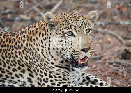Leopard, Panthera pardus, Sabi Sands riserva naturale, Sud Africa, grande ritratto maschile Foto Stock