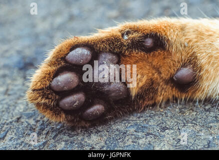 Forepaw della giungla Cat, (Felis chaus), talvolta denominata Reed o gatto di palude, traffico stradale kill vittima, Velavadar National Park, Gujarat, India Foto Stock