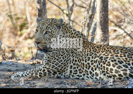 Leopard, Panthera pardus, Sabi Sands riserva naturale, Sud Africa, grande maschio giacente in ombra Foto Stock