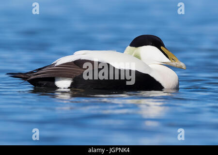 Eider comune (Somateria mollissima), maschio adulto nuoto Foto Stock