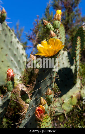 Il giallo di fico d'india fiori di cactus Opuntia littoralis. Ibiza Foto Stock