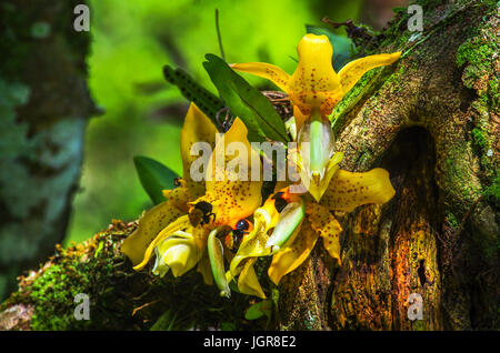 Ward's Stanhopea orchidee può essere trovato in Nicaragua, El Salvador, Costa Rica, Panama, Colombia e Venezuela Foto Stock