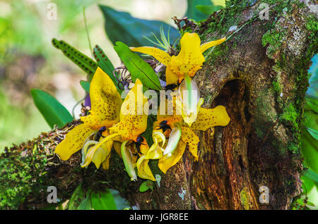 Ward's Stanhopea orchidee può essere trovato in Nicaragua, El Salvador, Costa Rica, Panama, Colombia e Venezuela Foto Stock