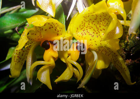 Ward's Stanhopea orchidee può essere trovato in Nicaragua, El Salvador, Costa Rica, Panama, Colombia e Venezuela Foto Stock