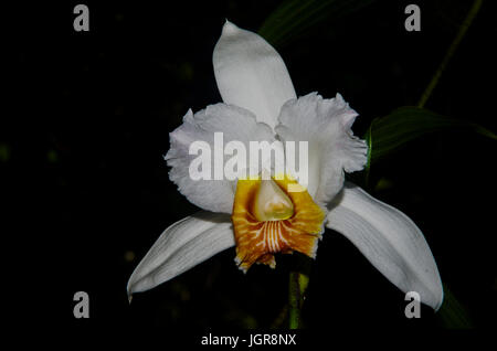 Bianco Leucoxantha Sobralia orchid immagine presa in Panama Foto Stock