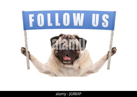 Pug cucciolo di cane tenendo su banner blu con testo follow us per i social media, isolato su sfondo bianco Foto Stock