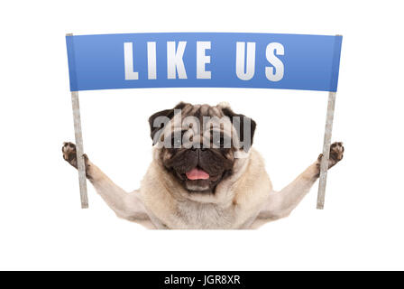 Pug cucciolo di cane tenendo su banner blu con il testo come noi per i social media, isolato su sfondo bianco Foto Stock