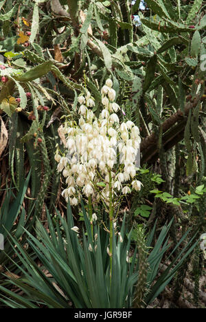 Yucca gloriosa variegata Foto Stock