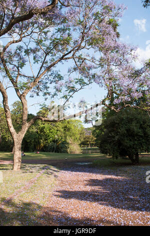 Argentina. Buenos Aires durante la primavera, Jacaranda mimosifolia alberi nei parchi della città. Parque 3 de Febrero, Bosques de Palermo Foto Stock