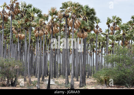 Palmyra palm Foto Stock