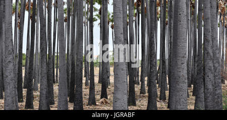 Palmyra palme di Tamilnadu Foto Stock