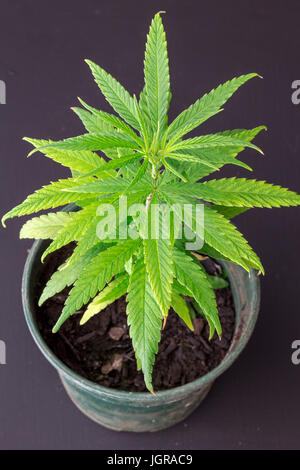 In prossimità dei giovani verdi piante di marijuana in vaso Foto Stock