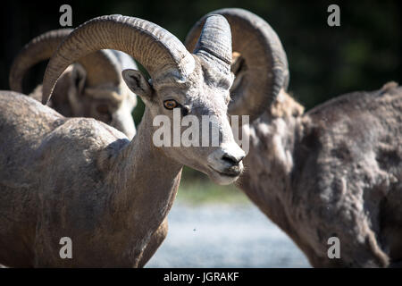 Una piccola mandria di Rocky Mountain Bighorn si riuniscono per pascolare su un caldo pomeriggio d'estate. Foto Stock