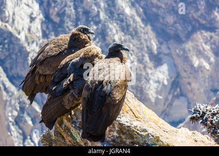 Tre Condor al Canyon del Colca seduta,Perù,America del Sud. Si tratta di un condor il più grande uccello in volo sulla terra Foto Stock