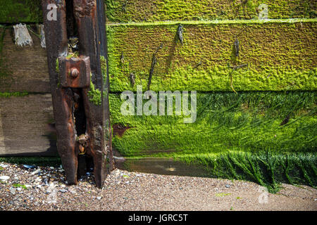 Le difese di mare coperta di verde e le alghe le alghe,sfondo, spiaggia, frangionde, luminoso, vicino, costa, costiere del litorale, copia, diurno, decrepito, defe Foto Stock