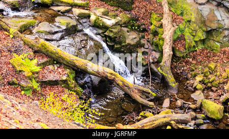 Royd Ibbot Clough, un piccolo ruscello Nutclough attraverso boschi in Hebden Bridge, Calderdale, West Yorkshire, Inghilterra, Regno Unito Foto Stock