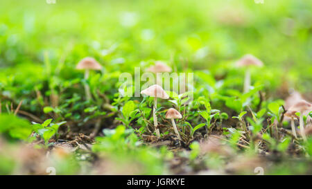 I funghi selvatici Foto Stock