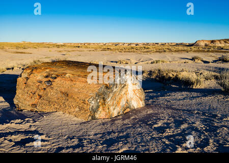 Legno pietrificato tree segmento registro esposto nei terreni del Parco Nazionale della Foresta Pietrificata, Arizona, Stati Uniti. Foto Stock