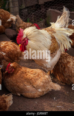 Libera rangeRooster e polli in una penna di pollo. Foto Stock