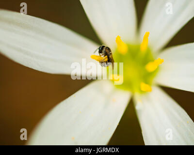 Apetta su un giallo stame in cinese montagne Foto Stock