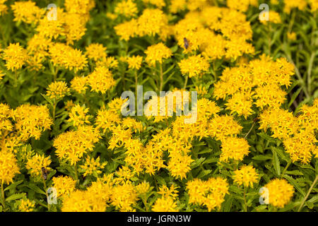 Blooming sedum aizoon in un giardino estivo Foto Stock