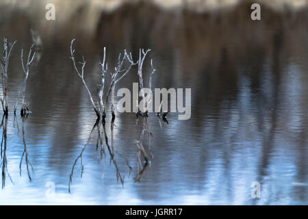 Come il sole comincia a impostare una calma rotoli in tutta l'acqua con ancora una riflessione di rami sfrondato che raggiungono il cielo. Foto Stock