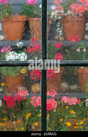 Vasi di gerani attraverso la Tettoia da giardino finestra in caso di pioggia Foto Stock