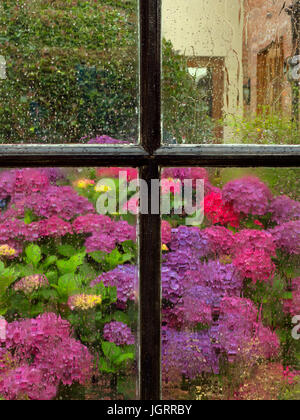 Le Ortensie attraverso la Tettoia da giardino finestra in caso di pioggia Foto Stock
