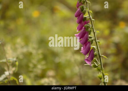 Foxglove fiori fuori con la luce del sole di primavera Foto Stock