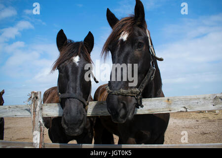 Un cavallo nero in un pascolo piegandovi sopra una recinzione di legno Foto Stock