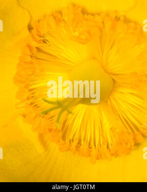 Hypericum /St John's Wort/ rosa di Sharon fiore Foto Stock