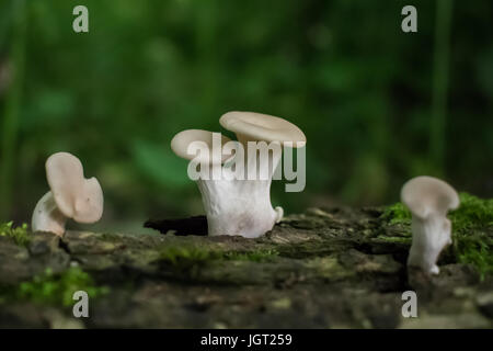 Funghi Foto Stock