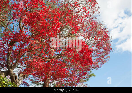Aceri alberi a Kyoto in Giappone Foto Stock