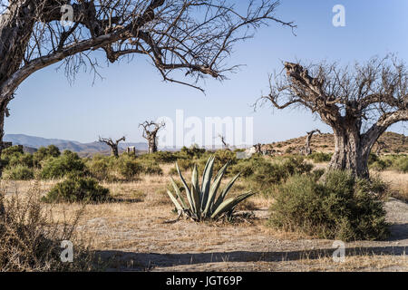 Meravigliosi paesaggi nel deserto di Tabernas, Andalusia, Spagna Foto Stock